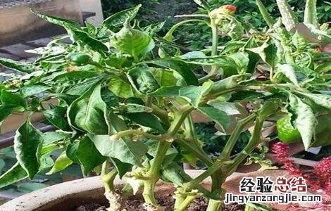 青椒叶子卷曲怎么回事儿 青椒叶子卷曲怎么回事