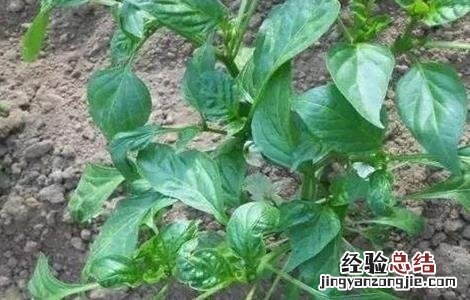 青椒叶子卷曲怎么回事儿 青椒叶子卷曲怎么回事