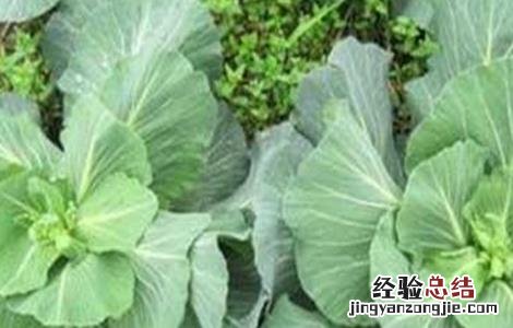 甘蓝先期抽薹的原因及防治 甘蓝先期抽苔的原因