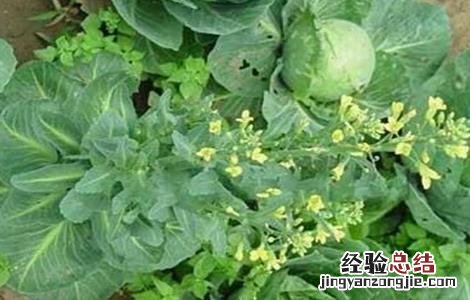 甘蓝先期抽薹的原因及防治 甘蓝先期抽苔的原因