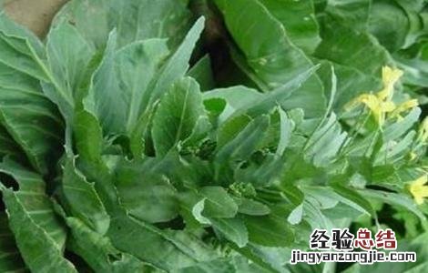 甘蓝先期抽薹的原因及防治 甘蓝先期抽苔的原因