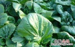 种植小白菜的管理要点 夏季白菜种植管理要点