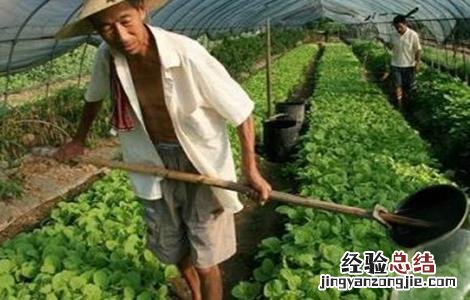 种植小白菜的管理要点 夏季白菜种植管理要点