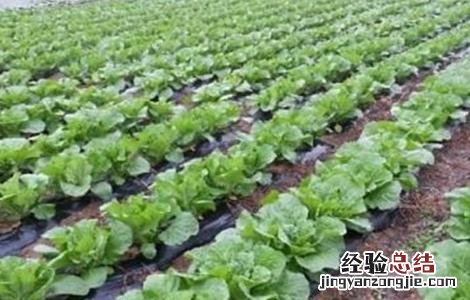 种植小白菜的管理要点 夏季白菜种植管理要点