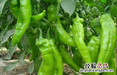 冬季辣椒种植技术与管理 辣椒种植技术与管理