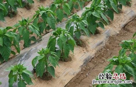 冬季辣椒种植技术与管理 辣椒种植技术与管理