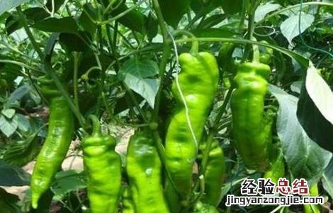 冬季辣椒种植技术与管理 辣椒种植技术与管理