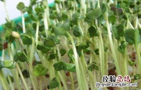 萝卜芽的种植方法图片 萝卜芽的种植方法