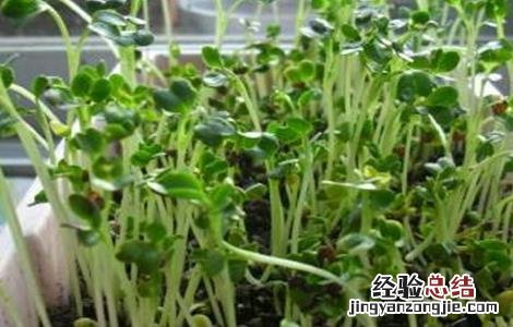 萝卜芽的种植方法图片 萝卜芽的种植方法