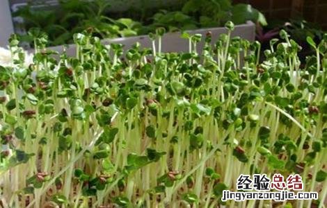 萝卜芽的种植方法图片 萝卜芽的种植方法