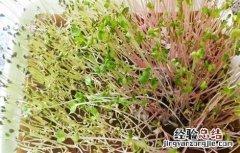 萝卜芽的种植方法图片 萝卜芽的种植方法