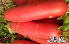 红皮萝卜种植时间及技术 大棚红皮萝卜种植技术