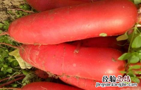 红皮萝卜种植时间及技术 大棚红皮萝卜种植技术