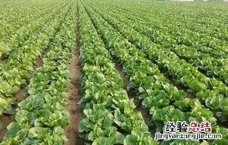 大白菜中后期管理技术 大白菜中后期管理技术有哪些
