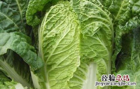 大白菜中后期管理技术 大白菜中后期管理技术有哪些