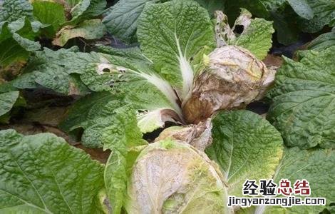 大白菜中后期管理技术 大白菜中后期管理技术有哪些
