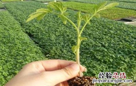 番茄越夏高产栽培技术 西红柿越夏栽培技术