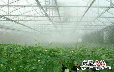 夏季蔬菜大棚需要遮阳吗 蔬菜大棚夏季遮阳注意事项