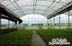 夏季蔬菜大棚需要遮阳吗 蔬菜大棚夏季遮阳注意事项