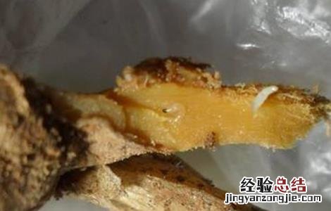 生姜烂姜的原因分析 生姜烂姜的原因