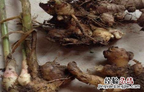 生姜烂姜的原因分析 生姜烂姜的原因