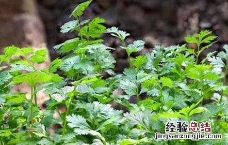 香菜储存保鲜方法 香菜的贮藏方法