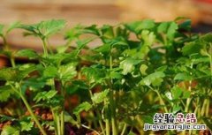 香菜储存保鲜方法 香菜的贮藏方法