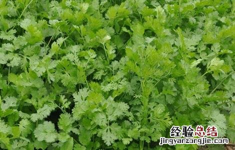 香菜储存保鲜方法 香菜的贮藏方法