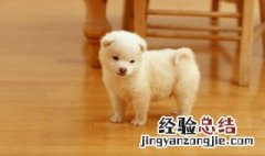 狗为什么容易有眼屎 为什么狗会有眼屎