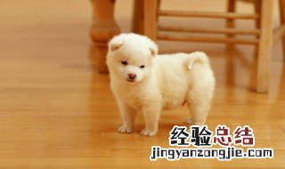 狗为什么容易有眼屎 为什么狗会有眼屎