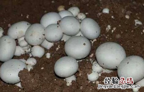 蘑菇对生长环境的要求有哪些 蘑菇对生长环境的要求