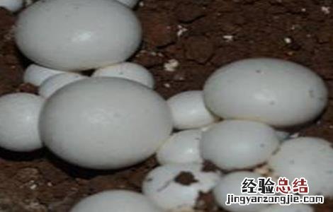 蘑菇对生长环境的要求有哪些 蘑菇对生长环境的要求