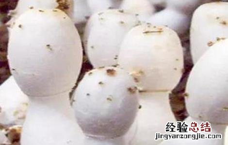 蘑菇对生长环境的要求有哪些 蘑菇对生长环境的要求