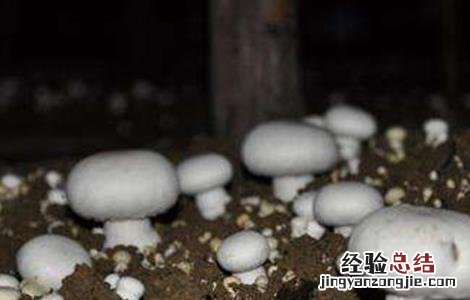 蘑菇对生长环境的要求有哪些 蘑菇对生长环境的要求