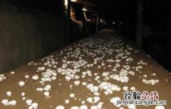 蘑菇对生长环境的要求有哪些 蘑菇对生长环境的要求