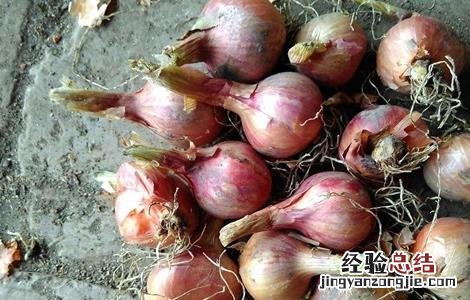 毛葱的种植方法 毛葱的种植方法视频