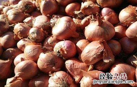 毛葱的种植方法 毛葱的种植方法视频