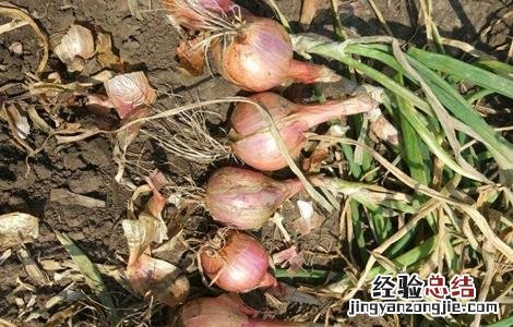毛葱的种植方法 毛葱的种植方法视频