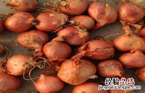 毛葱的种植方法 毛葱的种植方法视频