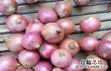 毛葱的种植方法 毛葱的种植方法视频