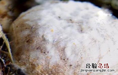 草菇木霉防治技术 草菇处理方法