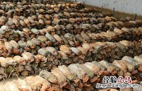 草菇木霉防治技术 草菇处理方法