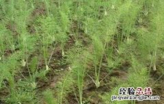 茴香的田间管理技术要点 茴香的田间管理技术