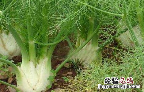 茴香的田间管理技术要点 茴香的田间管理技术