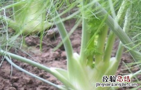 茴香的田间管理技术要点 茴香的田间管理技术