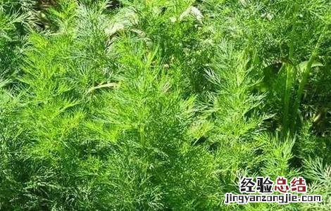 茴香的田间管理技术要点 茴香的田间管理技术