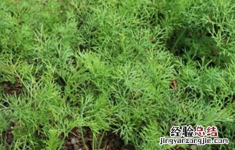 茴香的田间管理技术要点 茴香的田间管理技术