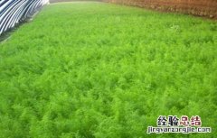 茴香的种植方法 茴香的种植方法和注意事项介绍