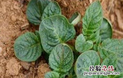 马铃薯幼苗期管理要点 马铃薯幼苗期管理要点有哪些