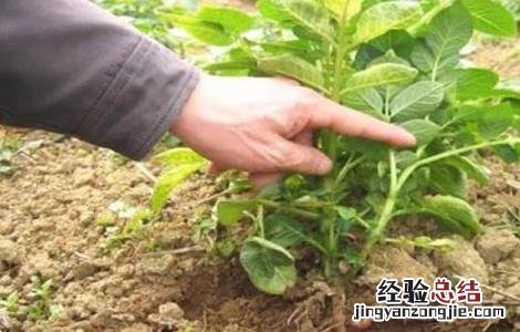 马铃薯幼苗期管理要点 马铃薯幼苗期管理要点有哪些